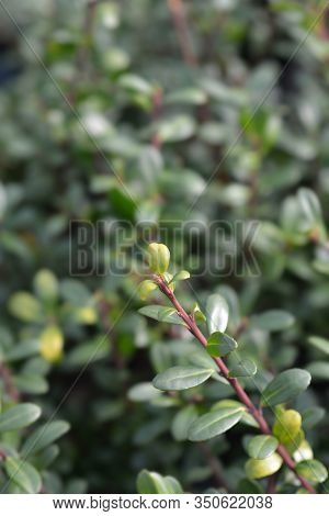 Box-leaved Holly Green Glory Leaves - Latin Name - Ilex Crenata Green Glory