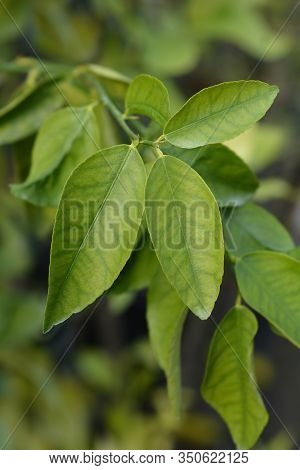 Key Lime Leaves - Latin Name - Citrus Aurantiifolia
