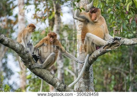 Family Of Proboscis Monkeys In A Tree.proboscis Monkey (nasalis Larvatus) Sitting On A Tree In The W