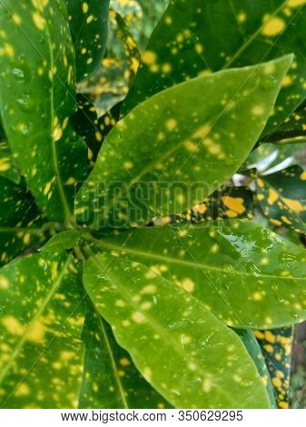 Close Up Garden Croton (codiaeum Variegatum) In The Gardenclose Up Garden Croton (codiaeum Variegatu