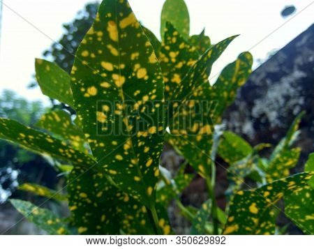 Close Up Garden Croton (codiaeum Variegatum) In The Gardenclose Up Garden Croton (codiaeum Variegatu