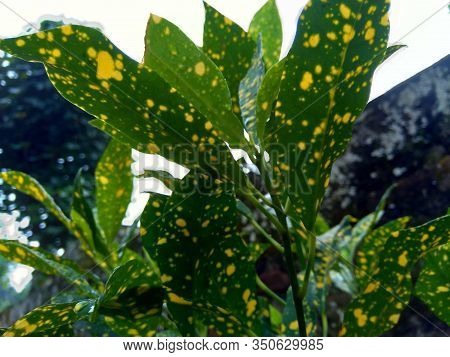 Close Up Garden Croton (codiaeum Variegatum) In The Gardenclose Up Garden Croton (codiaeum Variegatu