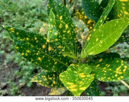 Close Up Garden Croton (codiaeum Variegatum) In The Gardenclose Up Garden Croton (codiaeum Variegatu