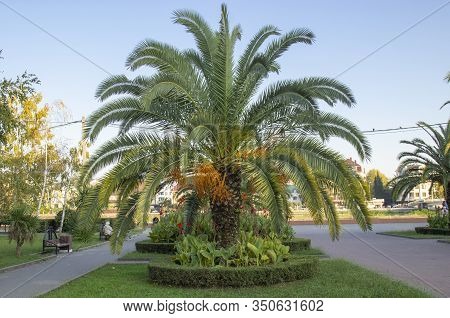 Beautiful Phoenix Canariensis Decorating Garden. Grown As An Ornamental Plant In Almost All Countrie