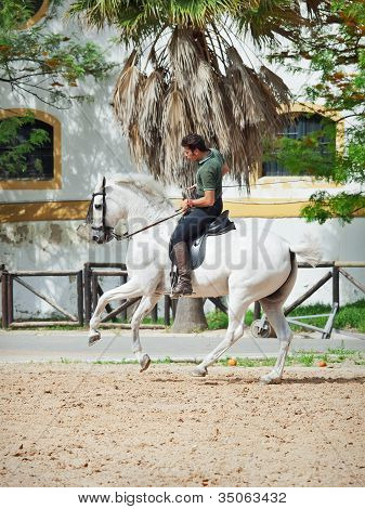 Jerez-17 May: Rider On Spanish White Horse In The Royal AndalucÃ­an School Of Equestrian Art On Demo