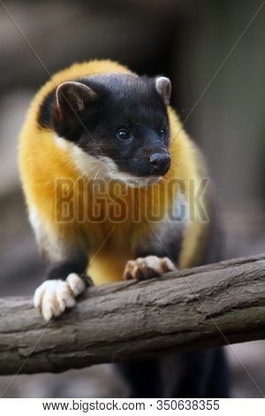 The Yellow-throated Marten (martes Flavigula) Standing Ma A Tree Trunk In Natural Habitat. Big Asian