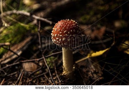 Surprising Underwood Neighboors In The Forest During Autumn