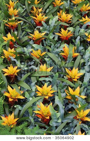 Žluté květy Guzmania