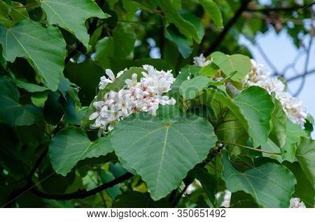 Beautiful White Tung Flower Blooms In Spring