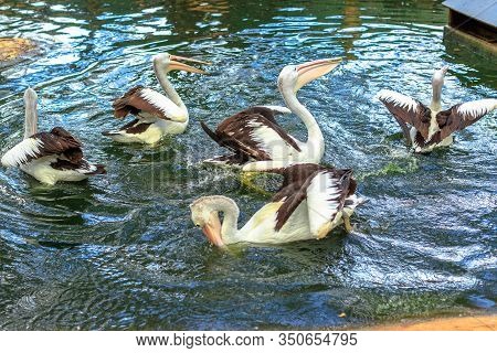 Group Of Australian Pelicans, Pelecanus , Swims In The Water. It Is A Large Waterbird In The Pelecan