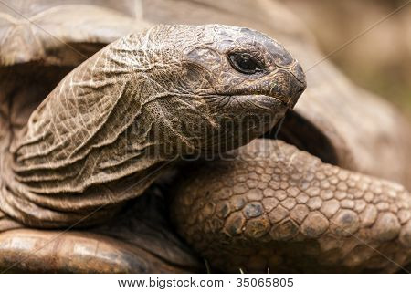 African stimolato tartaruga Centrochelys sulcata testa closeup