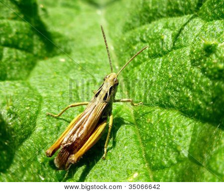 Green-Yellow Cricket on Leaf