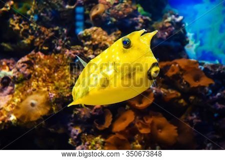 Fish Cowfish Longhorn Swimming In A Large Bright Aquarium Among The Reefs