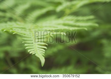 Beautiful Fern Leaves Foliage Natural Floral Background. Perfect Fern Pattern Macro. Beautiful Backg