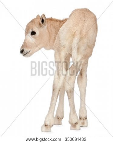 Addax, Addax nasomaculatus, 3 days old, standing in front of white background