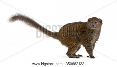 Lac Alaotra bamboo lemur, Hapalemur alaotrensis, 11 years old, in front of white background