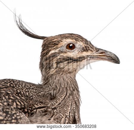 Elegant Crested Tinamou or Martineta Tinamou, Eudromia elegans, in front of white background