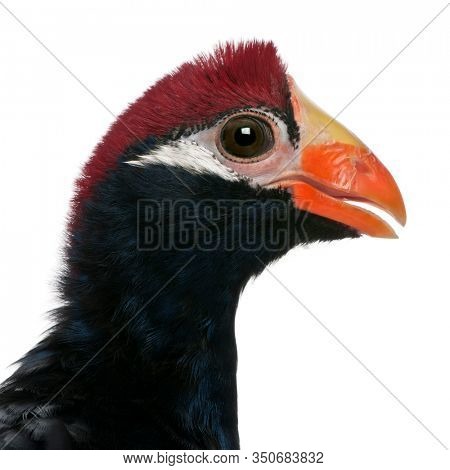 Close-up of Violet Turaco, Musophaga violacea, in front of white background