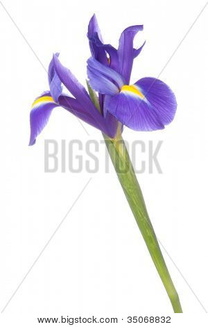 Blå iris eller blueflag blomst isoleret på hvid baggrund