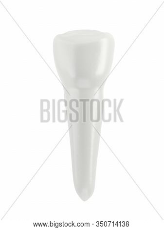 Premolar Tooth Isolated On White Background. 3d Illustration. Single Object.