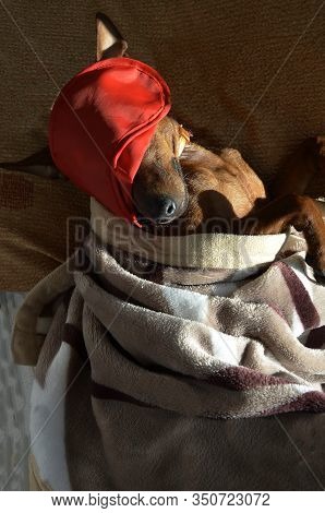 Portrait Of A Dog Sleeping In A Sleep Mask. The Dog Sleeps On A Pillow Covered With A Blanket. The P