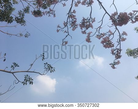 Tree Tops And Sky