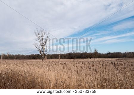 Reed Grass And A Tree Stands Against A Blue-white Sky. Loot Of Reed Grass In A Fied. Main Subject Is