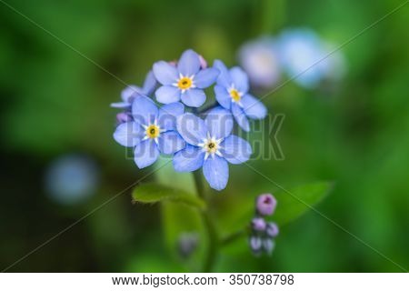 Bud Of Blue Forget-me-nots On A Green-spring Meadow