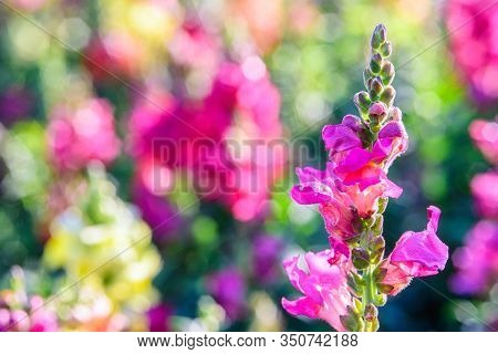 Beautiful Antirrhinum Majus Dragon Flower Is Blooming In The Garden.