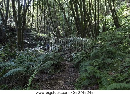 Man Hiker At Path Cubo De La Galga Nature Park Hiking Trail In Beautiful Mysterious Laurel Forest, L