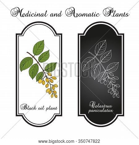 Black Oil Plant, Or Intellect Tree Celastrus Paniculatus , Medicinal Plant. Hand Drawn Botanical Vec
