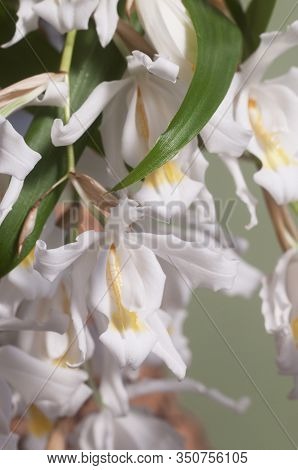 Flowers Of Coelogyne Cristata Orchid, Close Up Shot