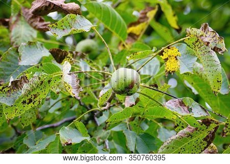 Walnut Anthracnose Or Walnut Black Spot - Gnomonia (ophiognomonia) Leptostyla, Fungal Plant Pathogen