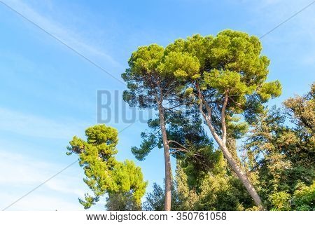 Pinus Pinea, Also Known As The Italian Stone Pine, Umbrella Pine And Parasol Pine.