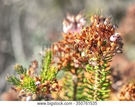 Dry Seeds And Blossom Of Heather Twig. Detail Of Small Colorful Pland Dried In Hot Sun