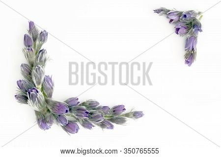 Beautiful Floral Border Made Of Violet Purple Spring Flower On The White Background. Copy-space