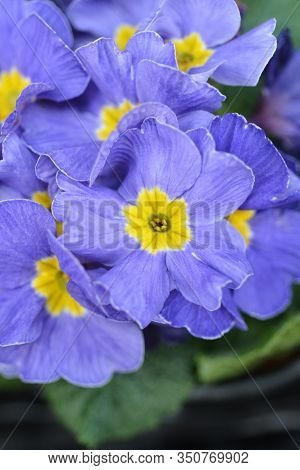 Blue English Primrose - Latin Name - Primula Polyanthus Hybrids