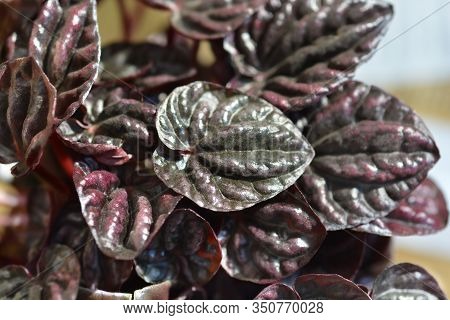 Emerald-ripple Pepper Schumi Red Sienna Sunset - Latin Name - Peperomia Caperate Schumi Red Sienna S