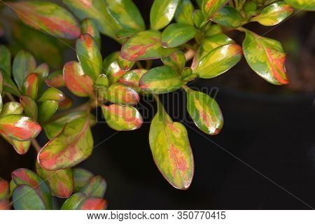 Looking-glass Plant Lemon And Lime Leaves - Latin Name - Coprosma Lemon And Lime