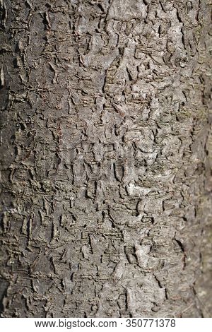 Black Cherry Plum Bark Detail - Latin Name - Prunus Cerasifera Nigraa
