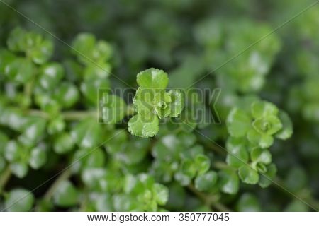 Depressed Clearweed Leaves - Latin Name - Pilea Depressa