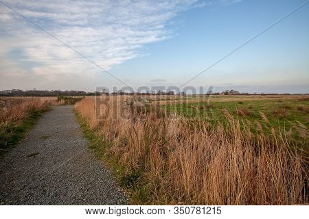 Country Path Through Agricultural Farm Land In Rural Norfolk Uk, Gravel Path Across Fields. Wheat Gr