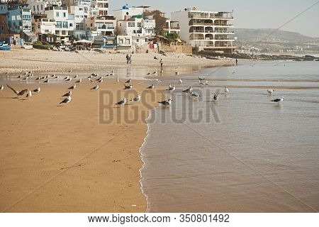 Dakhla, Morocco - January 18, 2020: A Brown Seagull In Front Of The Ocean With Houses In The Backgro
