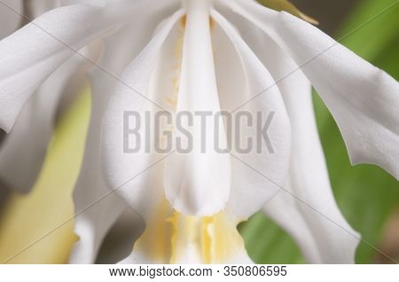 Flowers Of Coelogyne Cristata Orchid, Close Up Shot