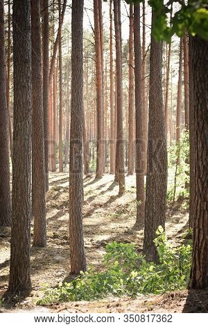 Sunny Day In A Pine Forest. Tall Trees With Thin Trunks