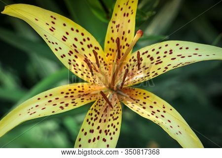 Beautiful Flower With Six Yellow Leaves In Red Spots