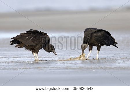 Black Vultures (coragyps Atratus) Scavenging A Fish Carcass - Jekyll Island, Ga