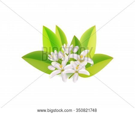 Realistic Orange Flowering Branch, Leaves, Neroli Flowers And Bud. Perfumery And Medical Plant.label
