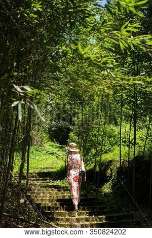 traveling Asian woman hiking in the forest at Xitou, Nantou, Taiwan