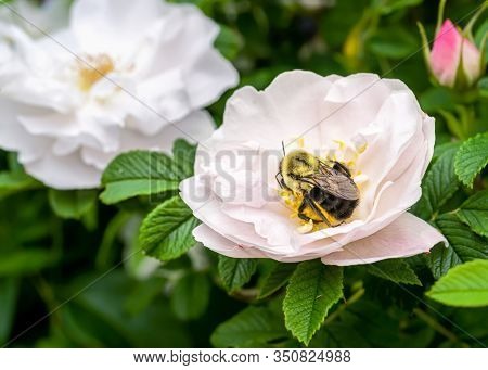 Henry Hudson rugosa rose flowering in the summer garden.